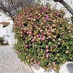 Jardim شقة فندقية 3*